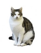 gatos,alimentación,cuidados,complemento,descanso,viaje,entretenimiento