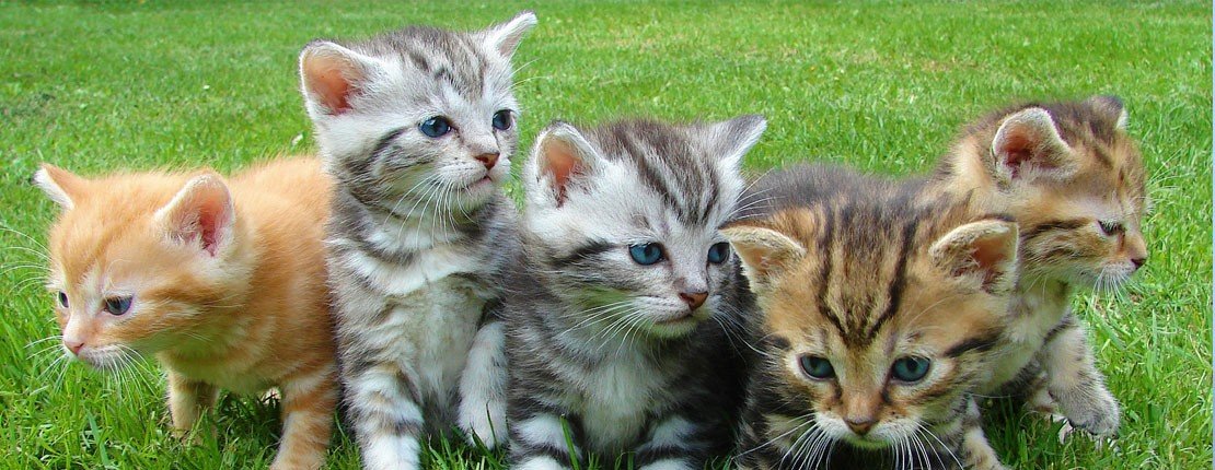 Todo Para Gatos
